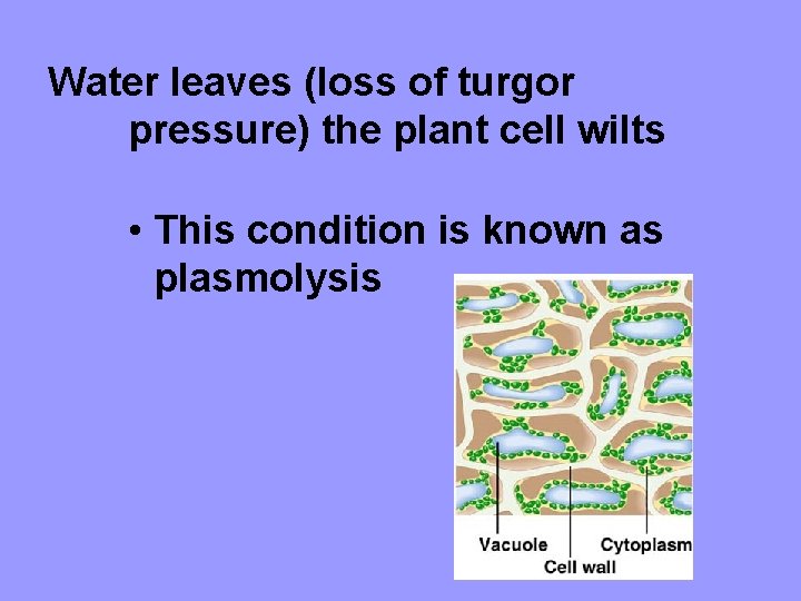 Water leaves (loss of turgor pressure) the plant cell wilts • This condition is