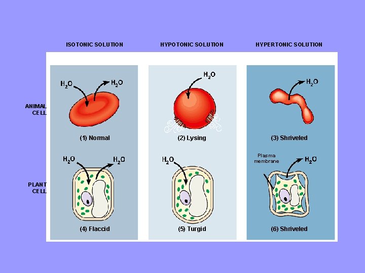 ISOTONIC SOLUTION HYPERTONIC SOLUTION (1) Normal (2) Lysing (3) Shriveled ANIMAL CELL Plasma membrane