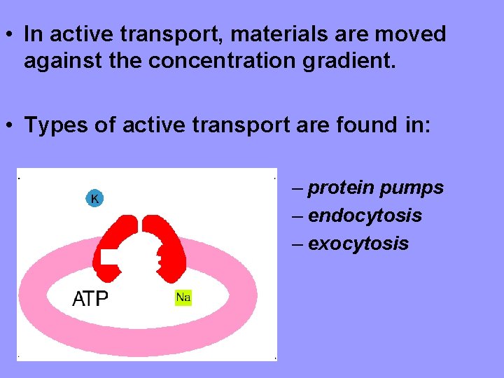  • In active transport, materials are moved against the concentration gradient. • Types