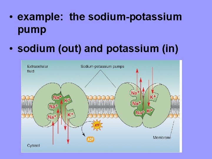  • example: the sodium-potassium pump • sodium (out) and potassium (in) 