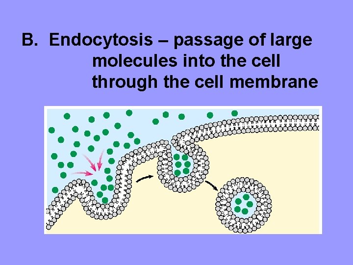 B. Endocytosis – passage of large molecules into the cell through the cell membrane