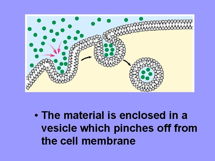  • The material is enclosed in a vesicle which pinches off from the