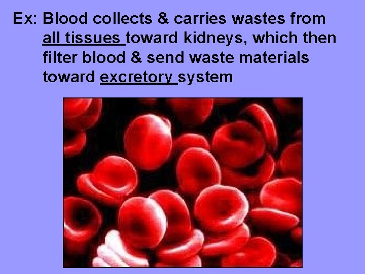Ex: Blood collects & carries wastes from all tissues toward kidneys, which then filter