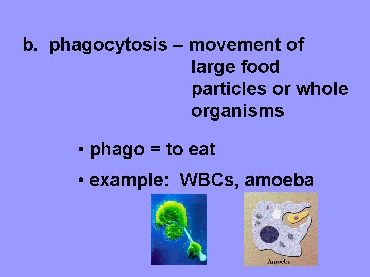 b. phagocytosis – movement of large food particles or whole organisms • phago =