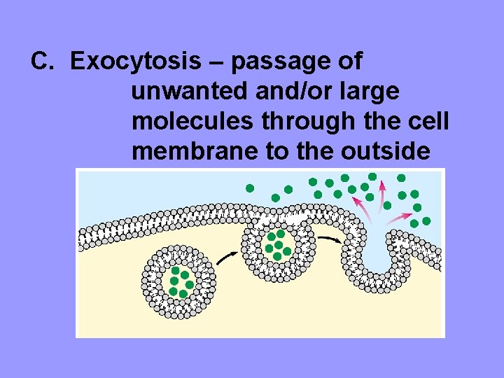 C. Exocytosis – passage of unwanted and/or large molecules through the cell membrane to