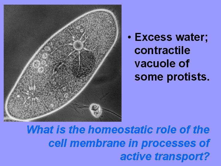  • Excess water; contractile vacuole of some protists. What is the homeostatic role