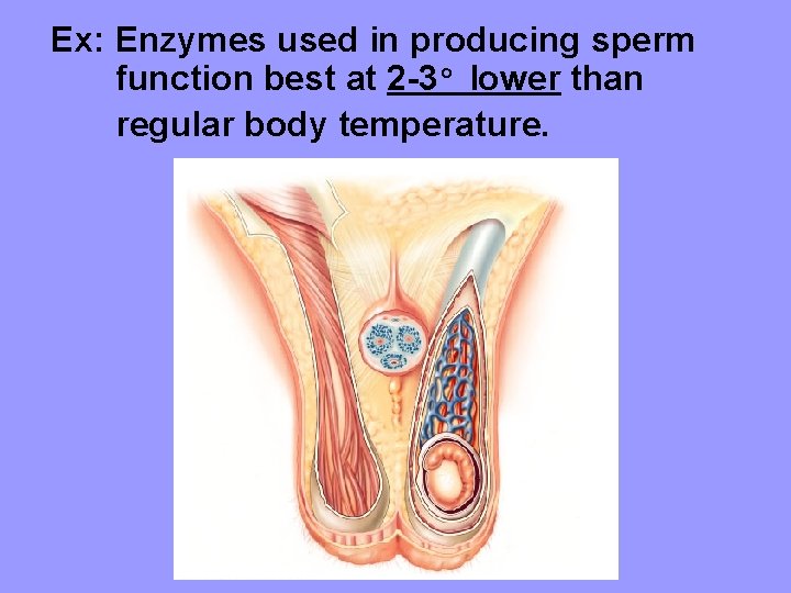 Ex: Enzymes used in producing sperm function best at 2 -3° lower than regular