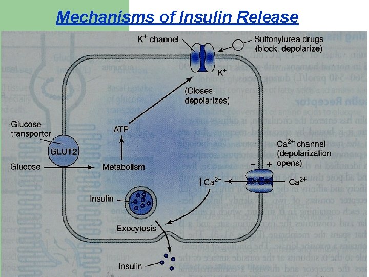 Mechanisms of Insulin Release 