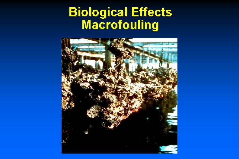 Biological Effects Macrofouling 