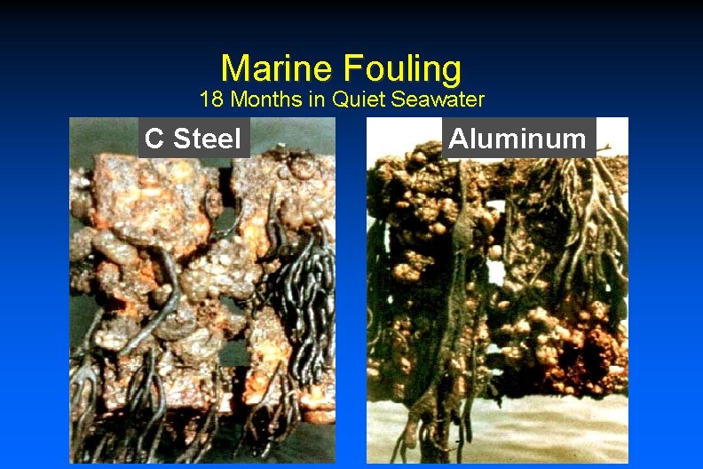 Marine Fouling 18 Months in Quiet Seawater C Steel Aluminum 