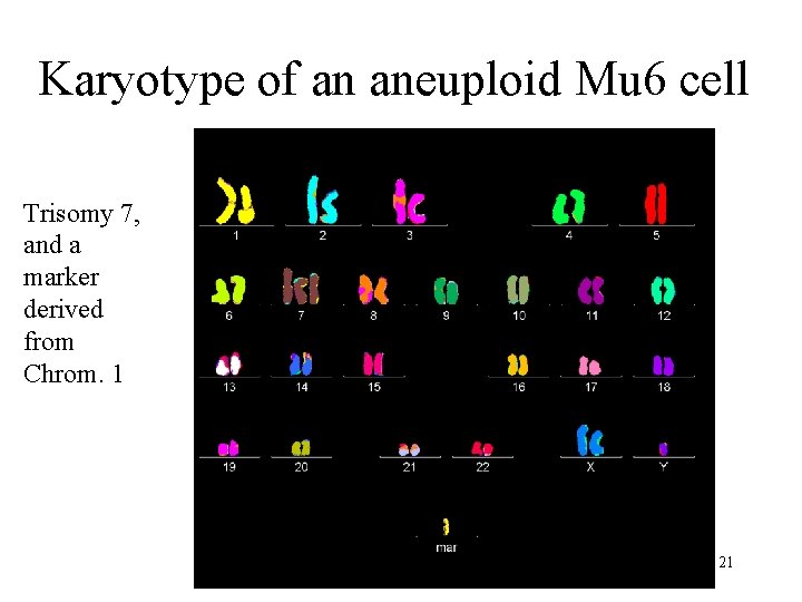 Karyotype of an aneuploid Mu 6 cell Trisomy 7, and a marker derived from