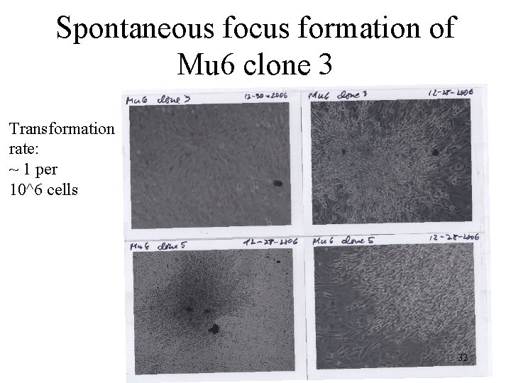 Spontaneous focus formation of Mu 6 clone 3 Transformation rate: ~ 1 per 10^6