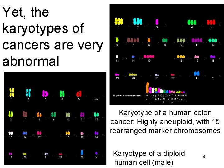 Yet, the karyotypes of cancers are very abnormal Karyotype of a human colon cancer: