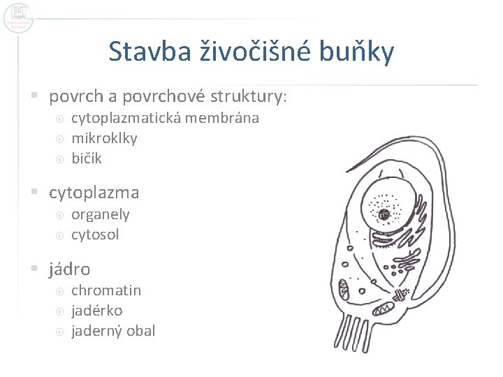 Stavba živočišné buňky § povrch a povrchové struktury: cytoplazmatická membrána mikroklky bičík § cytoplazma