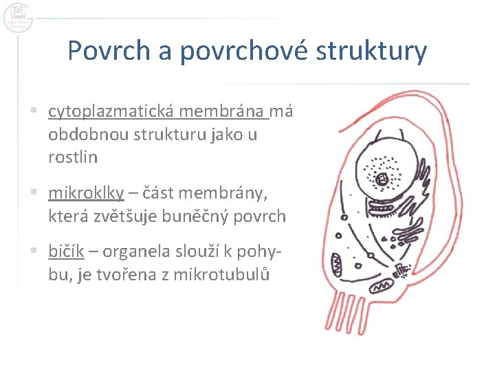 Povrch a povrchové struktury § cytoplazmatická membrána má obdobnou strukturu jako u rostlin §