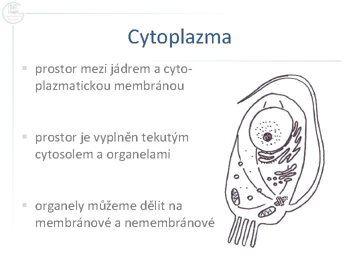 Cytoplazma § prostor mezi jádrem a cytoplazmatickou membránou § prostor je vyplněn tekutým cytosolem