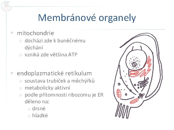 Membránové organely § mitochondrie dochází zde k buněčnému dýchání vzniká zde většina ATP §