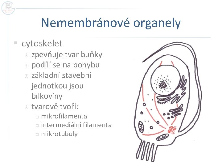 Nemembránové organely § cytoskelet zpevňuje tvar buňky podílí se na pohybu základní stavební jednotkou