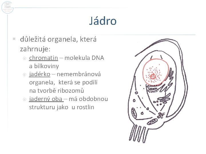Jádro § důležitá organela, která zahrnuje: chromatin – molekula DNA a bílkoviny jadérko –