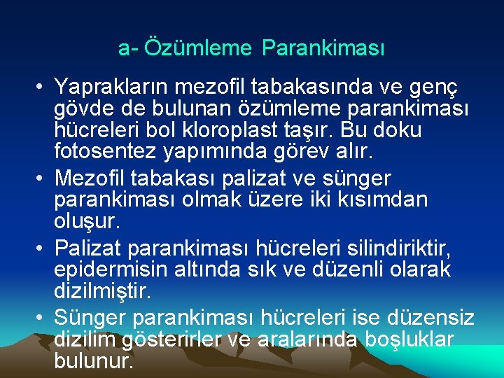 a- Özümleme Parankiması • Yaprakların mezofil tabakasında ve genç gövde de bulunan özümleme parankiması