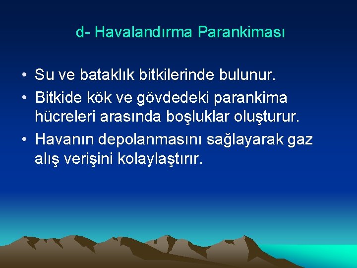 d- Havalandırma Parankiması • Su ve bataklık bitkilerinde bulunur. • Bitkide kök ve gövdedeki