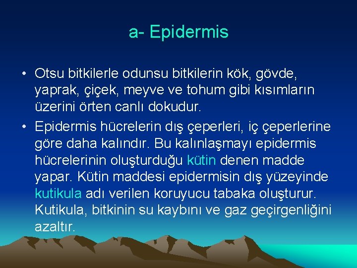 a- Epidermis • Otsu bitkilerle odunsu bitkilerin kök, gövde, yaprak, çiçek, meyve ve tohum