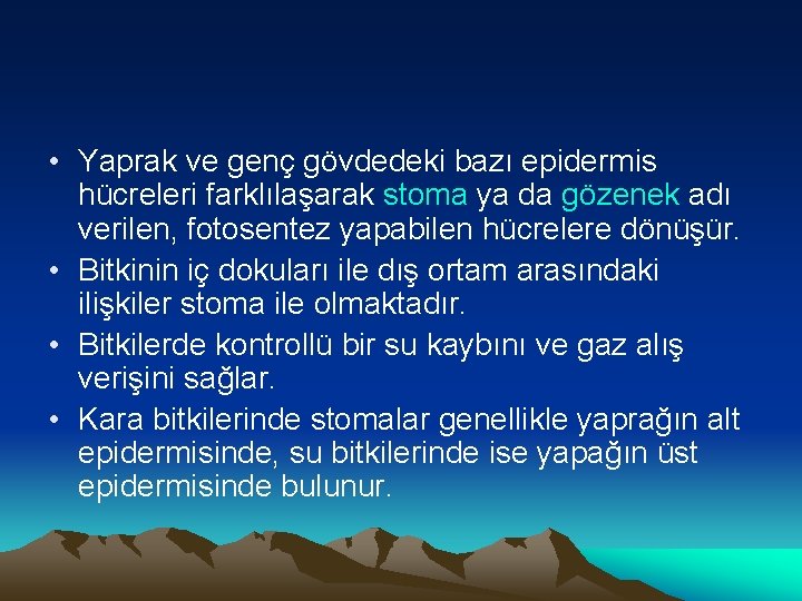  • Yaprak ve genç gövdedeki bazı epidermis hücreleri farklılaşarak stoma ya da gözenek