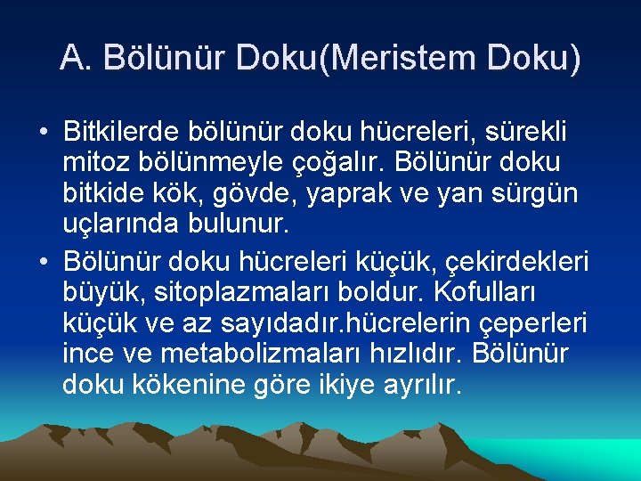 A. Bölünür Doku(Meristem Doku) • Bitkilerde bölünür doku hücreleri, sürekli mitoz bölünmeyle çoğalır. Bölünür