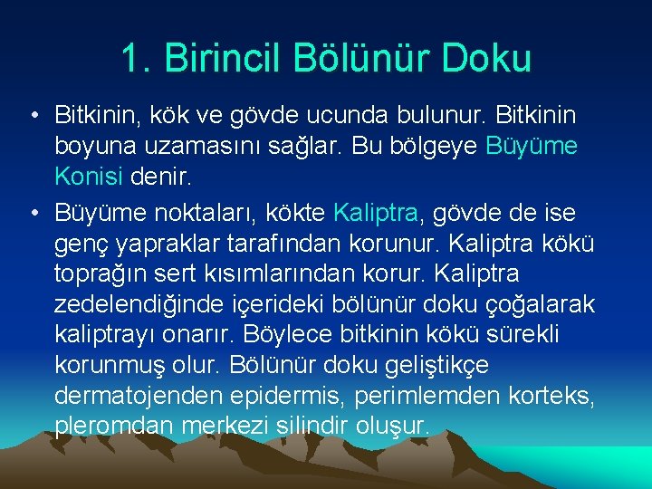 1. Birincil Bölünür Doku • Bitkinin, kök ve gövde ucunda bulunur. Bitkinin boyuna uzamasını