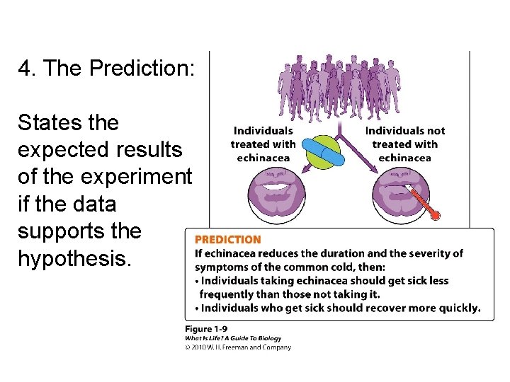 4. The Prediction: States the expected results of the experiment if the data supports