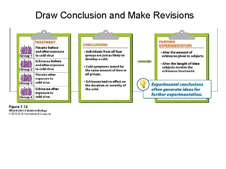 Draw Conclusion and Make Revisions 