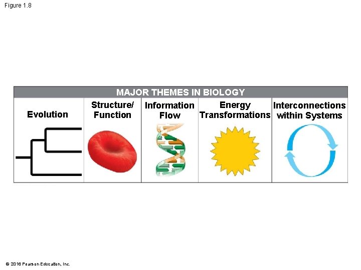 Figure 1. 8 Evolution © 2016 Pearson Education, Inc. MAJOR THEMES IN BIOLOGY Energy