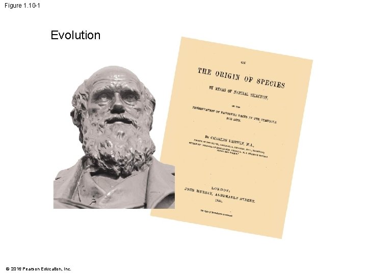 Figure 1. 10 -1 Evolution © 2016 Pearson Education, Inc. 