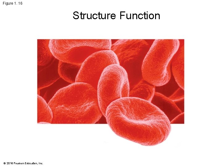 Figure 1. 16 Structure Function © 2016 Pearson Education, Inc. 
