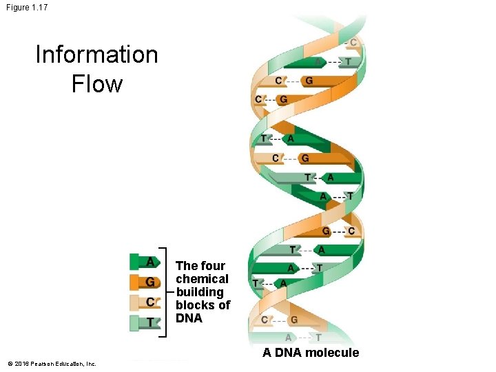 Figure 1. 17 Information Flow The four chemical building blocks of DNA A DNA