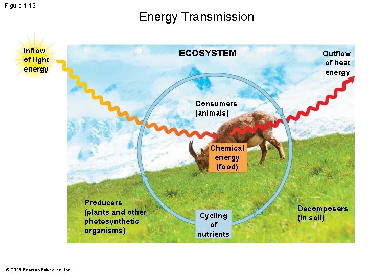 Figure 1. 19 Energy Transmission Inflow of light energy ECOSYSTEM Outflow of heat energy