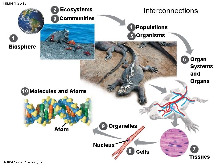 Figure 1. 20 -s 3 2 Ecosystems Interconnections 3 Communities 4 Populations 5 Organisms