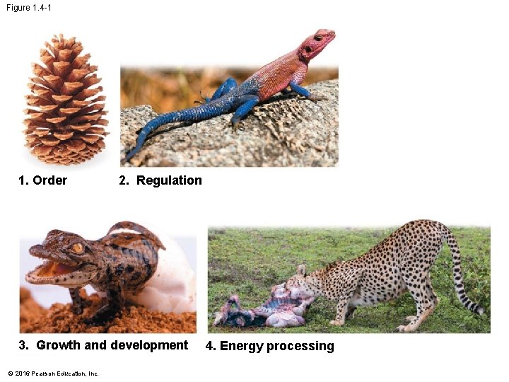 Figure 1. 4 -1 1. Order 2. Regulation 3. Growth and development © 2016