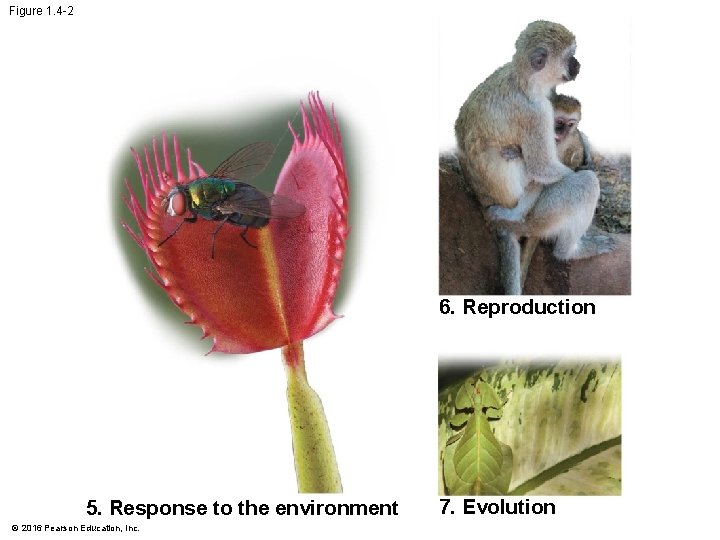 Figure 1. 4 -2 6. Reproduction 5. Response to the environment © 2016 Pearson