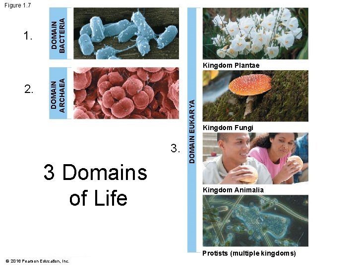 1. DOMAIN BACTERIA Figure 1. 7 3. 3 Domains of Life DOMAIN EUKARYA 2.