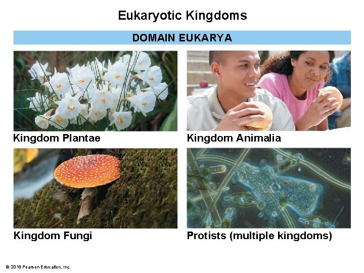 Eukaryotic Kingdoms DOMAIN EUKARYA Kingdom Plantae Kingdom Animalia Kingdom Fungi Protists (multiple kingdoms) ©