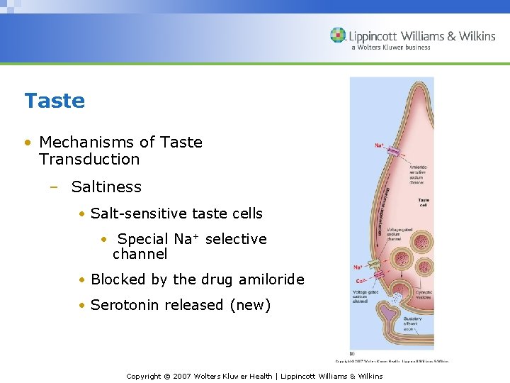 Taste • Mechanisms of Taste Transduction – Saltiness • Salt-sensitive taste cells • Special
