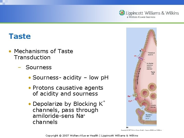 Taste • Mechanisms of Taste Transduction – Sourness • Sourness- acidity – low p.