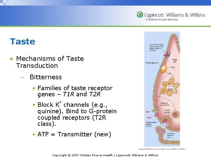Taste • Mechanisms of Taste Transduction – Bitterness • Families of taste receptor genes