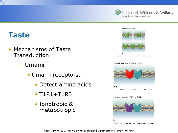 Taste • Mechanisms of Taste Transduction – Umami • Umami receptors: • Detect amino