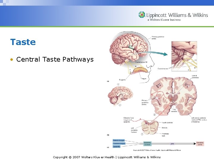 Taste • Central Taste Pathways Copyright © 2007 Wolters Kluwer Health | Lippincott Williams