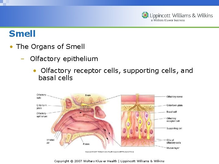 Smell • The Organs of Smell – Olfactory epithelium • Olfactory receptor cells, supporting