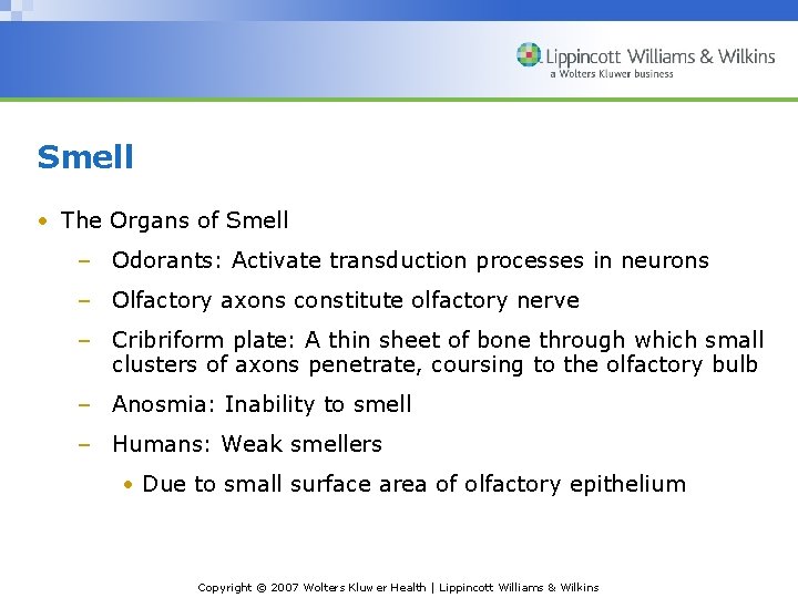 Smell • The Organs of Smell – Odorants: Activate transduction processes in neurons –