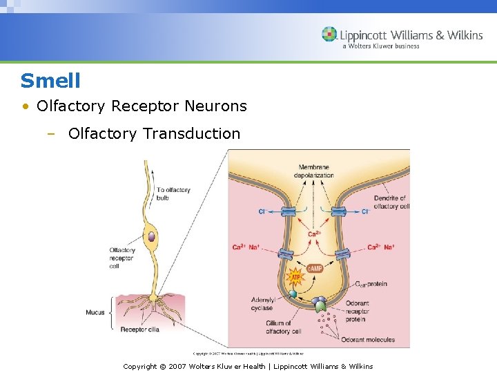 Smell • Olfactory Receptor Neurons – Olfactory Transduction Copyright © 2007 Wolters Kluwer Health