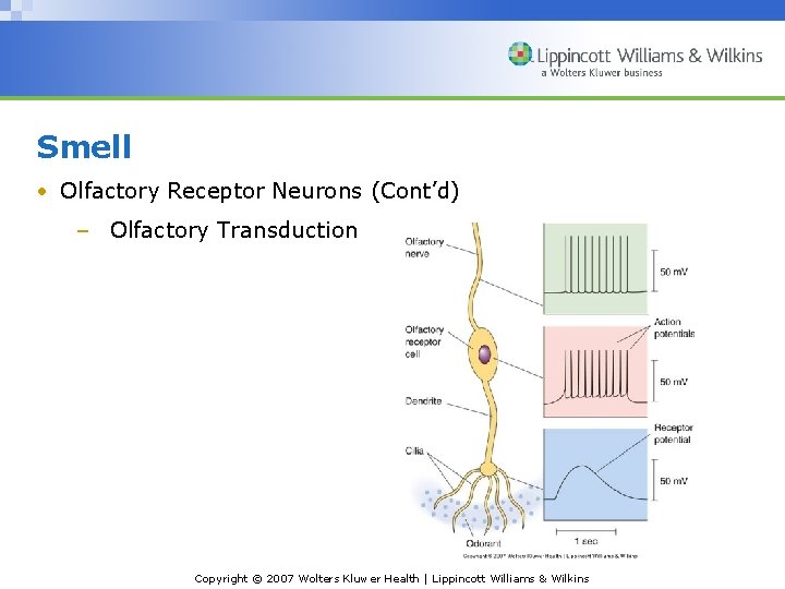Smell • Olfactory Receptor Neurons (Cont’d) – Olfactory Transduction Copyright © 2007 Wolters Kluwer